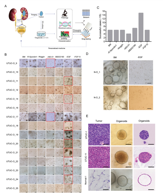 1683795994225783.png image.png